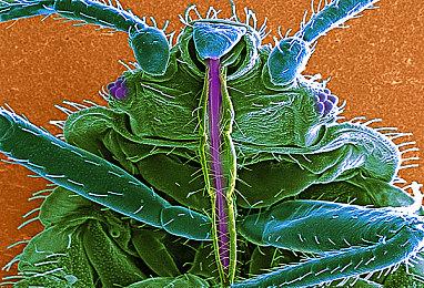 《世纪：灰烬纪元》XSX＆S版将于3月10日推出